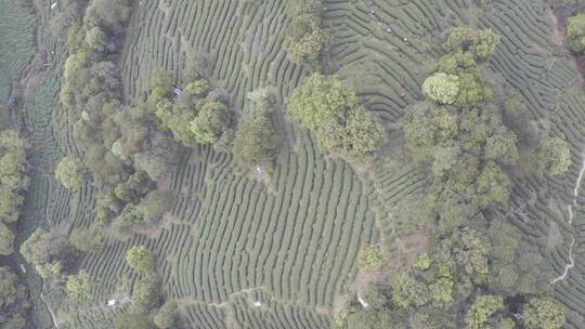 杭州西湖梅家坞茶园茶山