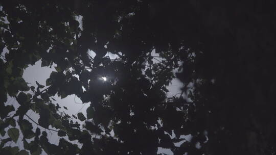 阳光光线 透过茂密树冠 微风 吹动 组镜视频素材模板下载