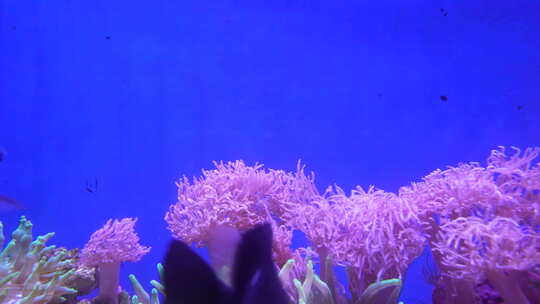 海底世界 珊瑚 鱼 