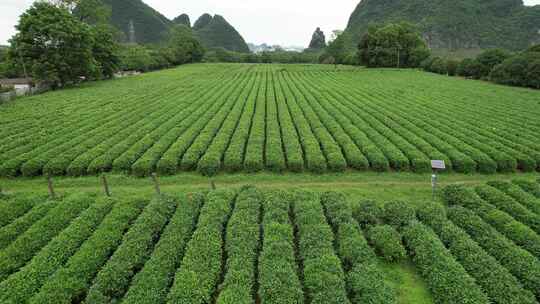 广西桂林尧山茶园