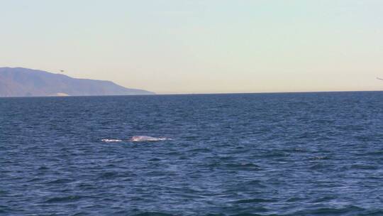 在海洋里露出尾巴的鲸鱼