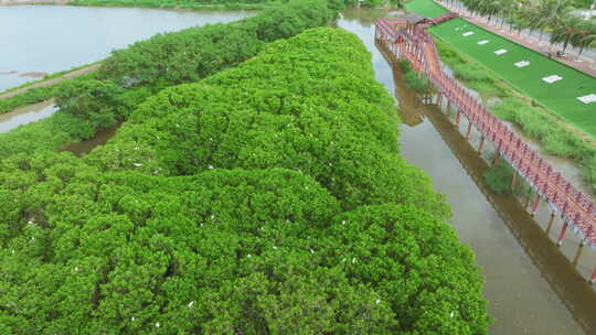 红树林湿地 海边红树林 候鸟 栖息地航拍