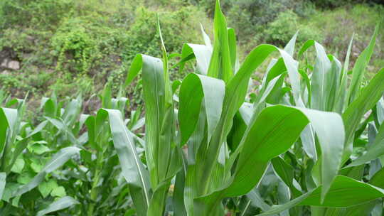 农作物玉米种植生长