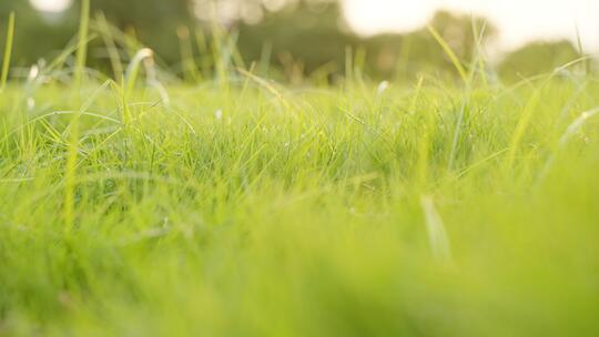 【原创】小草清新草地绿色绿草