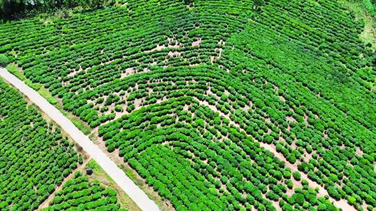 茶山茶园绿茶春茶茶叶