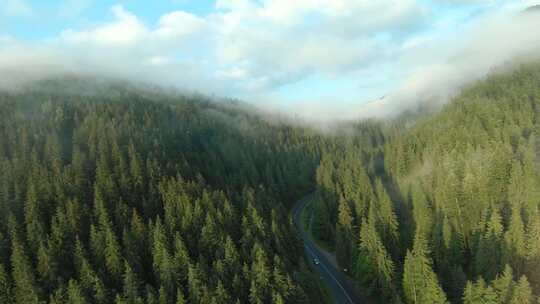 森林雾气早晨云山雾绕仙境