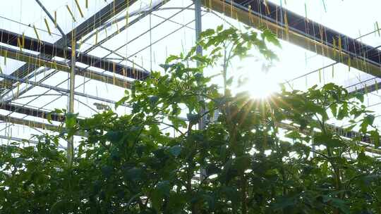 现代化温室大棚合集