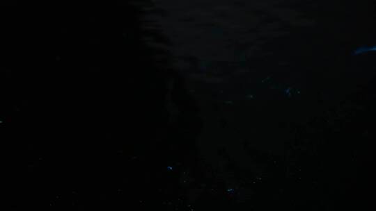 荧光 荧光藻 赤潮