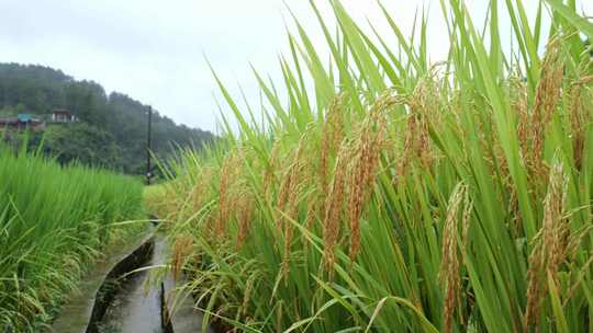 成熟的稻穗水稻特写雨露水珠田野