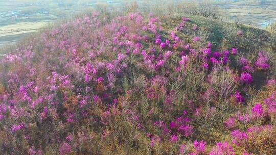 扎兰屯杜鹃花 4k高清视频