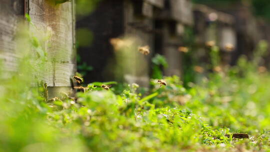 养蜂场里飞舞蜜蜂慢镜头