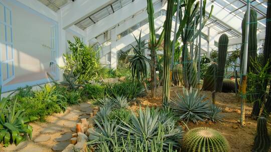 沙漠植物沙生植物温室大棚