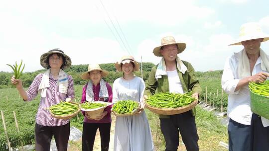 辣椒种植基地