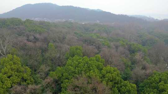 杭州植物园春天树林风景视频素材航拍