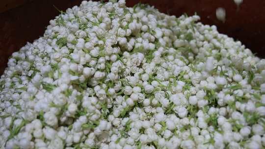 升格慢动作微距特写茉莉花与茉莉花茶制作