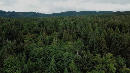 无人机拍摄的森林景观