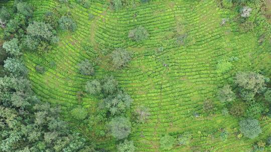 【精品】梯田农田茶树茶山茶园航拍视频素材模板下载