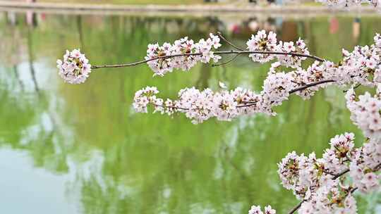 春天盛开的迎春花梅花腊梅