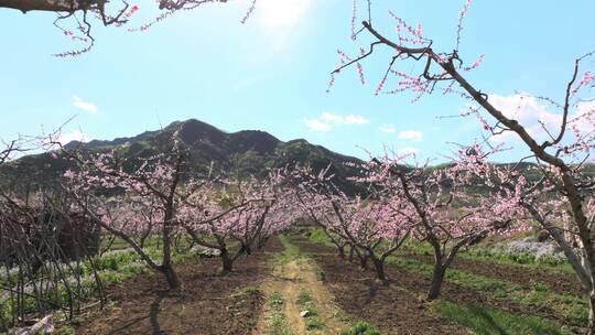 春天盛开的桃花视频素材模板下载