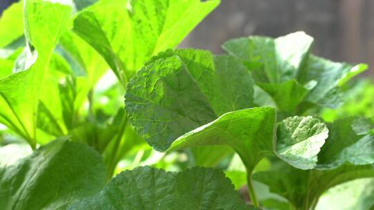 4K阳光下雨滴落在成熟丰收的蔬菜叶片上