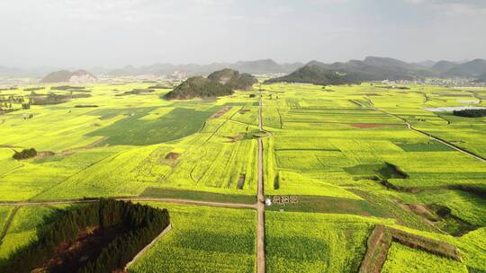 穿过油菜花田的公路