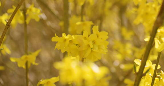 黄色连翘灌木的特写镜头