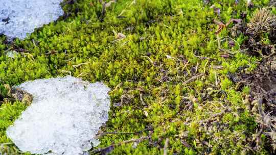 冰雪融化露出苔藓延时