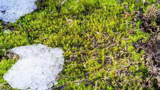 冰雪融化露出苔藓延时视频素材模板下载