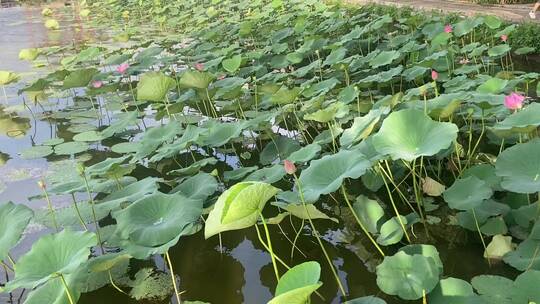 济南5A级景区大明湖，夏季荷花盛开风景怡人