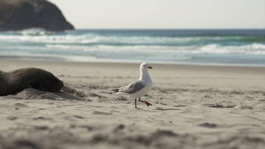在沙滩上行走的海鸟视频素材模板下载