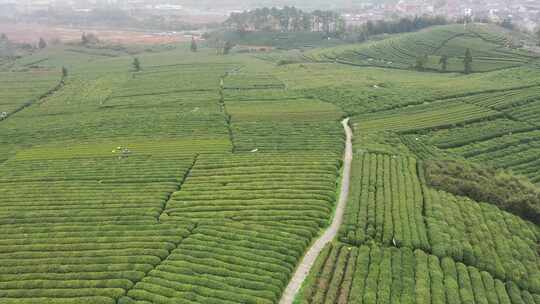 茶茶园茶山风光