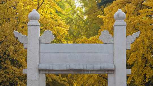 北京秋天中山公园银杏