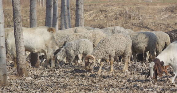 山羊绵羊在草地吃草