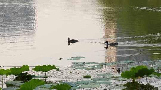 两只野鸭在湖里游