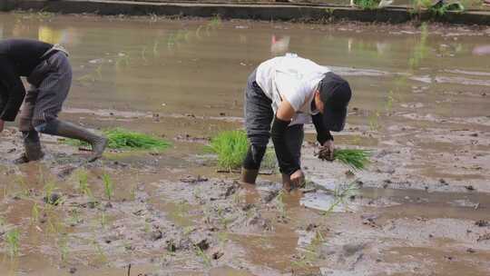 农民在水田中弯腰插秧的场景