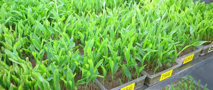 宽屏：玉米种子发芽率实验室种苗栽培温室