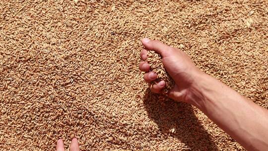 一位农民用手检查小麦