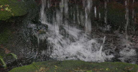 清新植物溪水流淌8K实拍