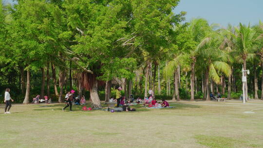 椰子树林亲子户外市民晴天蓝休闲深圳湾公园视频素材模板下载
