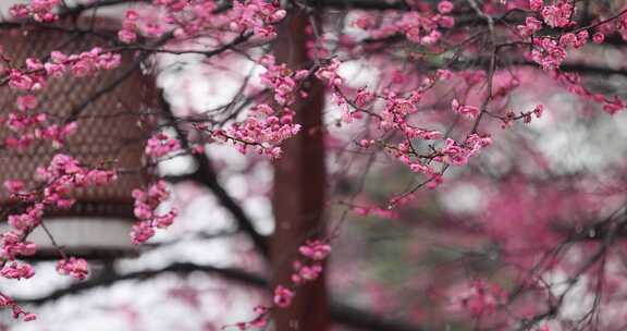 雨中江南梅花盛开