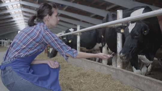 女人参观农场里的奶牛视频素材模板下载