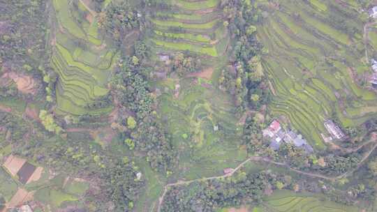 大自然茶园茶叶茶山美景景色航拍