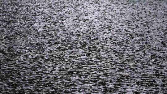 暴雨下雨雨天雨滴落在水面溅起水花涟漪水面视频素材模板下载