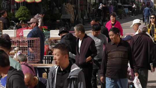 古玩市场  步行街 鸽子 花鸟市场 人流视频素材模板下载