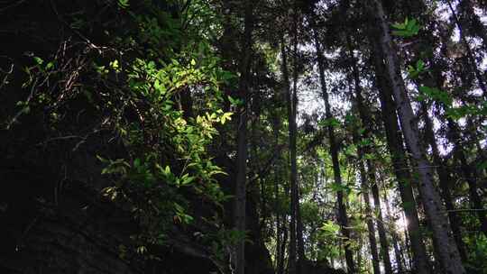 湖北恩施梭布垭石林景区自然风景喀斯特地貌