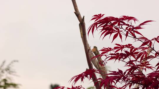 红树叶 红叶