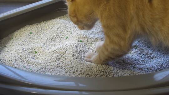猫使用猫砂盆