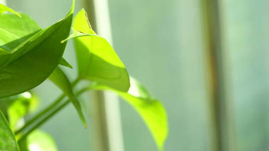 植物 绿色 盆栽 养殖