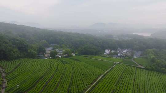 杭州茅家埠西湖龙井茶园风光