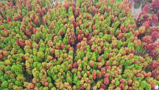 杭州临安青山湖水上森林公园